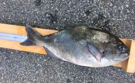 鵜来島家本渡船 釣果