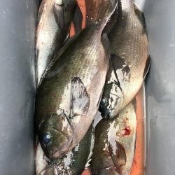 鵜来島家本渡船 釣果