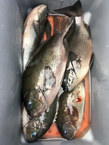 鵜来島家本渡船 釣果