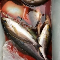 鵜来島家本渡船 釣果