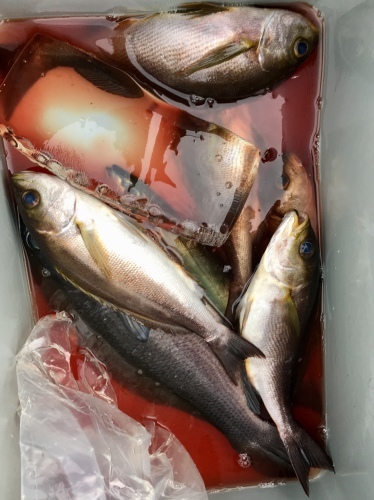 鵜来島家本渡船 釣果