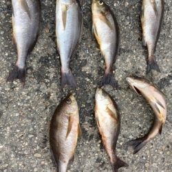 鵜来島家本渡船 釣果