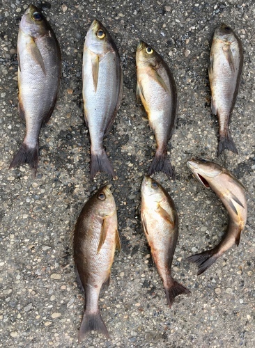 鵜来島家本渡船 釣果