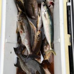 鵜来島家本渡船 釣果