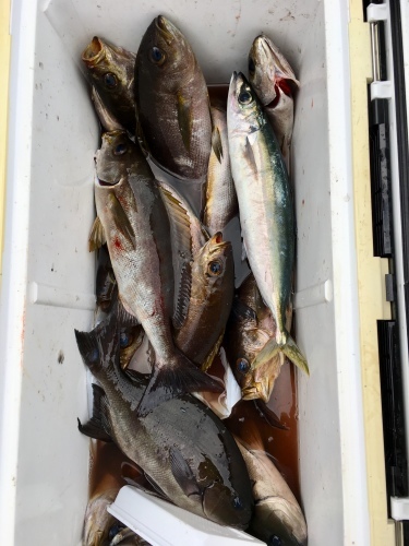 鵜来島家本渡船 釣果