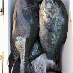 鵜来島家本渡船 釣果