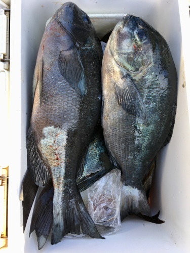 鵜来島家本渡船 釣果