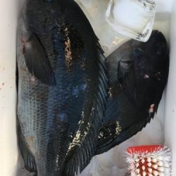 鵜来島家本渡船 釣果