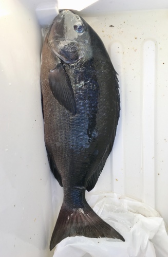 鵜来島家本渡船 釣果