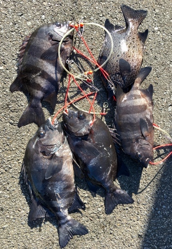 鵜来島家本渡船 釣果