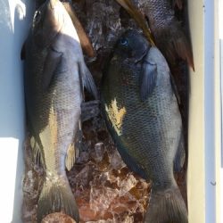 鵜来島家本渡船 釣果