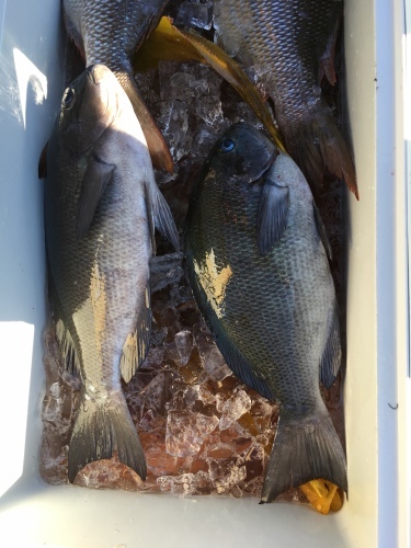 鵜来島家本渡船 釣果