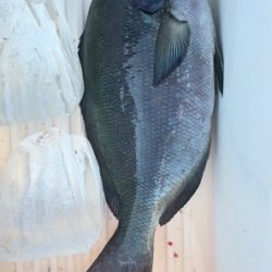 鵜来島家本渡船 釣果