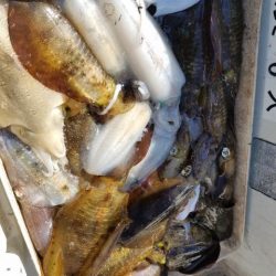 Magic(マジック) 釣果