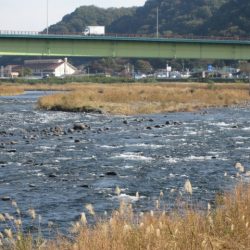 狩野川(狩野川漁業協同組合) 釣果