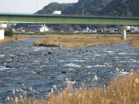 狩野川(狩野川漁業協同組合) 釣果