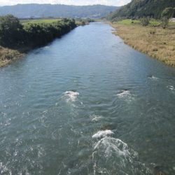 狩野川(狩野川漁業協同組合) 釣果
