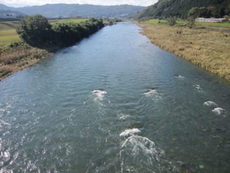 狩野川(狩野川漁業協同組合) 釣果