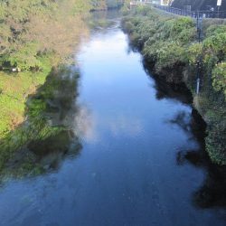 狩野川(狩野川漁業協同組合) 釣果