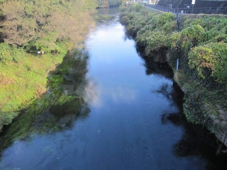 狩野川(狩野川漁業協同組合) 釣果