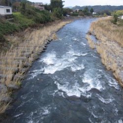 狩野川(狩野川漁業協同組合) 釣果