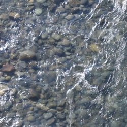 狩野川(狩野川漁業協同組合) 釣果