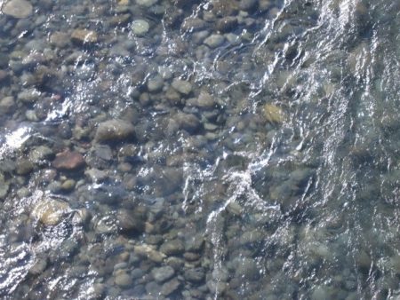 狩野川(狩野川漁業協同組合) 釣果