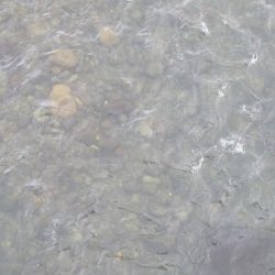 狩野川(狩野川漁業協同組合) 釣果