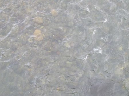 狩野川(狩野川漁業協同組合) 釣果