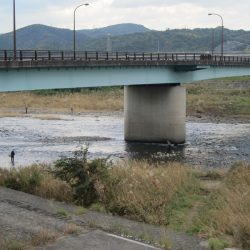 狩野川(狩野川漁業協同組合) 釣果