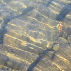 狩野川(狩野川漁業協同組合) 釣果