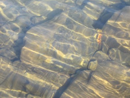 狩野川(狩野川漁業協同組合) 釣果