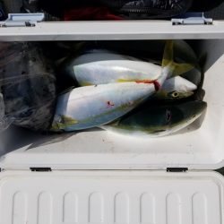 遊漁船 ニライカナイ 釣果