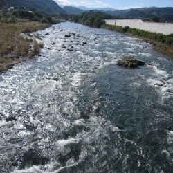 狩野川(狩野川漁業協同組合) 釣果