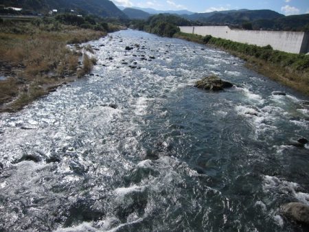 狩野川(狩野川漁業協同組合) 釣果