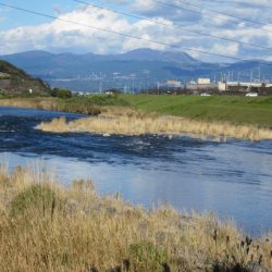 狩野川(狩野川漁業協同組合) 釣果