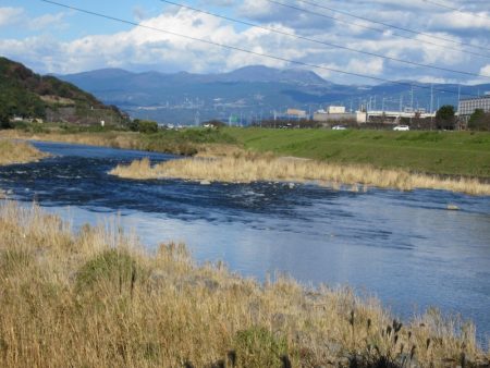 狩野川(狩野川漁業協同組合) 釣果