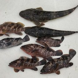 TOPGUN名古屋 釣果