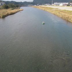 狩野川(狩野川漁業協同組合) 釣果
