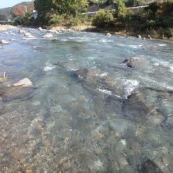 狩野川(狩野川漁業協同組合) 釣果