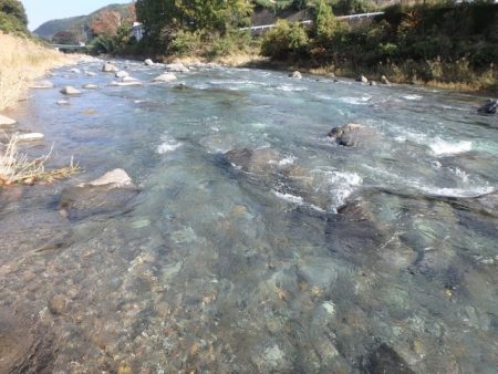 狩野川（狩野川漁業協同組合） 釣果