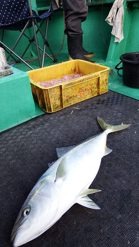 第三むつりょう丸 釣果