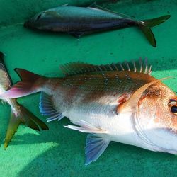 第三むつりょう丸 釣果