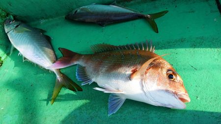 第三むつりょう丸 釣果