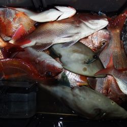 第三むつりょう丸 釣果