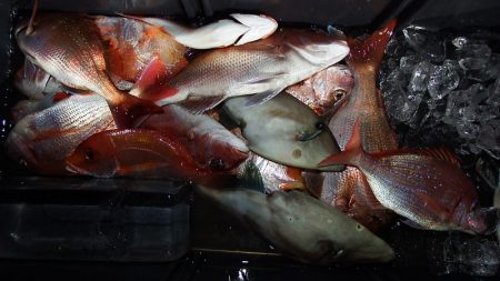 第三むつりょう丸 釣果