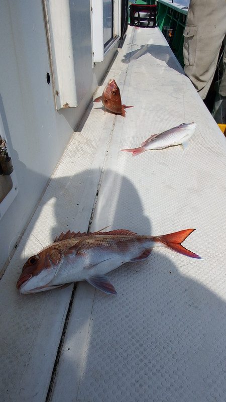 第三むつりょう丸 釣果