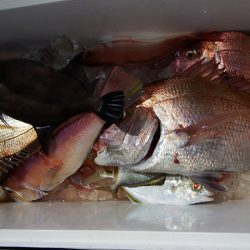 第三むつりょう丸 釣果