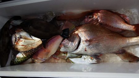 第三むつりょう丸 釣果