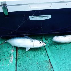 第三むつりょう丸 釣果